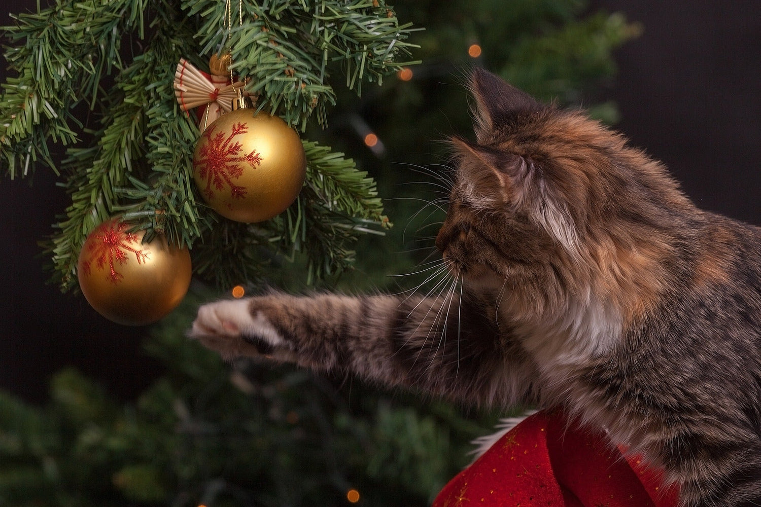 Navidad